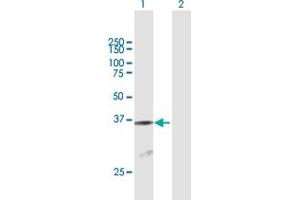Western Blot analysis of ATF1 expression in transfected 293T cell line by ATF1 MaxPab polyclonal antibody. (AFT1 anticorps  (AA 1-271))