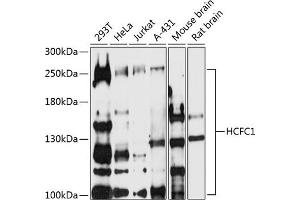 Western blot analysis of extracts of various cell lines, using HCFC1 antibody (ABIN7267784) at 1:500 dilution. (HCFC1 anticorps  (AA 1-250))