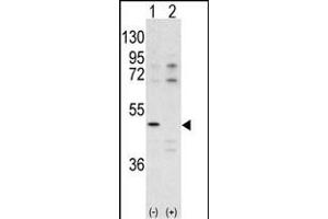 Western blot analysis of CDK10 antibody (N-term) (ABIN391741 and ABIN2841619) pre-incubated with (Lane1) and without (Lane 2) blocking peptide BP7516a in  cell line lysate.