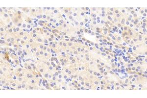 Detection of APOH in Human Kidney Tissue using Polyclonal Antibody to Apolipoprotein H (APOH)