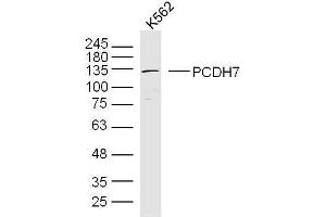 K562 lysates probed with PCDH7 Polyclonal Antibody, Unconjugated  at 1:300 overnight at 4˚C. (PCDH7 anticorps  (AA 31-130))
