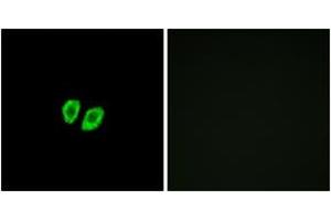 Immunofluorescence analysis of A549 cells, using RXFP4 Antibody. (RXFP4 anticorps  (AA 322-371))