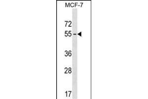 GEB18 Antibody (Center) (ABIN1538094 and ABIN2849775) western blot analysis in MCF-7 cell line lysates (35 μg/lane). (MAGEB18 anticorps  (AA 214-242))