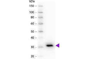 Western blot of Peroxidase conjugated Goat Anti-Mouse IgG F(c) secondary antibody. (Chèvre anti-Souris IgG (Fc Region) Anticorps (HRP))