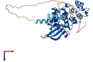 AlphaFold protein structure predicition of Human Recombinant CDKL1 Protein, UniprotID Q00532