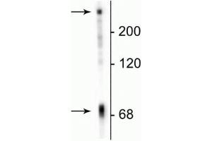 Western blot of neonatal rat brain lysate showing specific immunolabeling of the ~70 kDa MAP2C/D protein. (MAP2 anticorps)