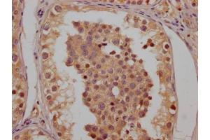 IHC image of ABIN7147591 diluted at 1:200 and staining in paraffin-embedded human testis tissue performed on a Leica BondTM system.