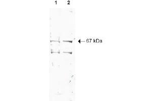 Image no. 1 for anti-Nuclear Respiratory Factor 1 (NRF1) (AA 1-534), (N-Term) antibody (ABIN401025) (NRF1 anticorps  (N-Term))