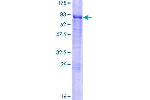 Image no. 1 for CAMP Responsive Element Binding Protein 3 (CREB3) (AA 1-371) protein (GST tag) (ABIN1350290)