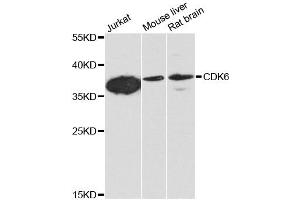 Western blot analysis of extracts of various cell lines, using CDK6 antibody. (CDK6 anticorps)