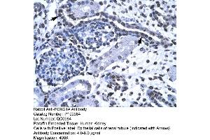 Human kidney (FOXG1 anticorps  (N-Term))