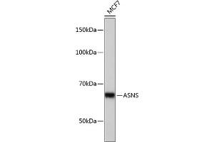 Western blot analysis of extracts of MCF7 cells, using ASNS Rabbit mAb (ABIN7265692) at 1:1000 dilution. (Asparagine Synthetase anticorps)