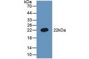 Detection of Recombinant BMP3, Rat using Polyclonal Antibody to Bone Morphogenetic Protein 3 (BMP3) (BMP3 anticorps  (AA 312-467))