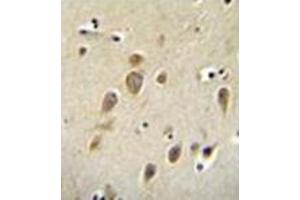 Formalin fixed, paraffin embedded human brain stained with RARS Antibody (C-term) followed by peroxidase conjugation of the secondary antibody and DAB staining.