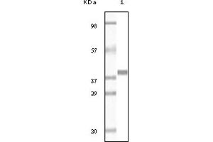 Western Blotting (WB) image for anti-Glutathione S-Transferase pi 1 (GSTP1) (truncated) antibody (ABIN2464062) (GSTP1 anticorps  (truncated))
