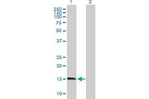 Western Blot analysis of ZNHIT1 expression in transfected 293T cell line by ZNHIT1 MaxPab polyclonal antibody.