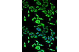 Immunofluorescence analysis of U2OS cells using HADHA antibody. (HADHA anticorps  (AA 484-763))