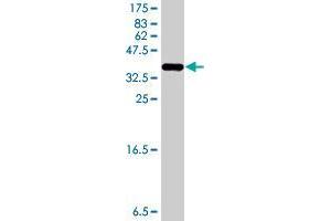 Western Blot detection against Immunogen (34.