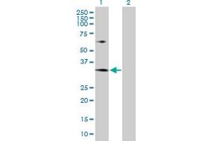 Western Blot analysis of MRTO4 expression in transfected 293T cell line by MRTO4 MaxPab polyclonal antibody. (C1orf33 anticorps  (AA 1-239))