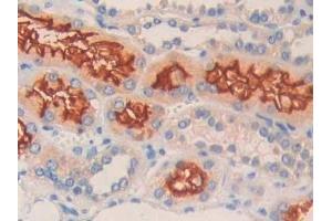 Detection of CD10 in Human Kidney Tissue using Polyclonal Antibody to Neprilysin (CD10)
