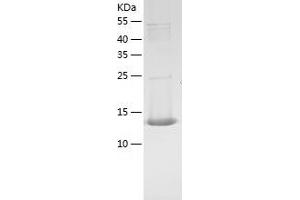 Western Blotting (WB) image for D-Dopachrome Tautomerase (DDT) (AA 1-118) protein (His tag) (ABIN7122596) (DDT Protein (AA 1-118) (His tag))