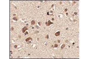 Immunohistochemistry of Slitrk6 in human brain tissue with this product at 2. (SLITRK6 anticorps  (C-Term))