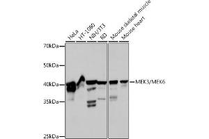 Western blot analysis of extracts of various cell lines, using MEK3/MEK6 Rabbit mAb (ABIN7268643) at 1:1000 dilution.