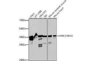 Western blot analysis of extracts of various cell lines, using MEK3/MEK6 Rabbit mAb (ABIN7268643) at 1:1000 dilution. (MAP2K6 anticorps)