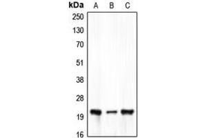 Western blot analysis of Claudin 7 expression in HEK293T (A), Raw264. (Claudin 7 anticorps  (C-Term))