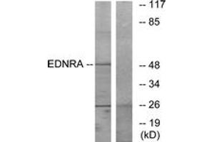 Western blot analysis of extracts from HepG2 cells, using EDNRA Antibody.