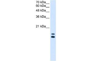 WB Suggested Anti-UXT Antibody Titration:  2. (UXT anticorps  (N-Term))