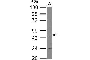 Image no. 2 for anti-Cytochrome C Oxidase Assembly Homolog 15 (COX15) (AA 178-410) antibody (ABIN1497579) (COX15 anticorps  (AA 178-410))