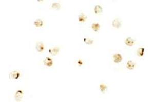 Immunocytochemistry of IRF2BP2 in A20 cells with IRF2BP2 antibody at 2.