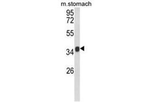 Western blot analysis of KLF6 Antibody (C-term) in mouse stomach tissue lysates (35ug/lane).