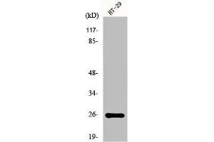 Western Blot analysis of K562 cells using HoxA6 Polyclonal Antibody (HOXA6 anticorps  (Internal Region))