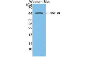 Western Blotting (WB) image for anti-Fibromodulin (FMOD) (AA 19-376) antibody (ABIN1868007) (Fibromodulin anticorps  (AA 19-376))