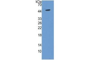 WB of Protein Standard: different control antibodies  against Highly purified E. (ENO2/NSE Kit ELISA)