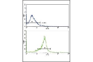 Flow cytometric analysis of widr cells using WNT5B Antibody (Center)(bottom histogram) compared to a negative control cell (top histogram).