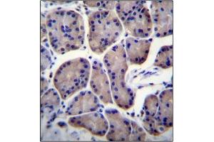 Immunohistochemistry analysis in Formalin Fixed, Paraffin Embedded Human stomach tissue stained with RPL23 Antibody (Center) followed by peroxidase conjugation of the secondary antibody and DAB staining. (RPL23 anticorps  (Middle Region))