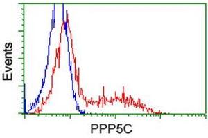 Image no. 6 for anti-Protein Phosphatase 5, Catalytic Subunit (PPP5C) antibody (ABIN1500391)