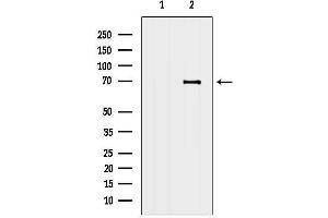 anti-Coiled-Coil Domain Containing 120 (CCDC120) (C-Term) antibody