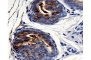 Detection of Agr2 in mouse prostate using Agr2 polyclonal antibody . (AGR2 anticorps  (AA 1-50))