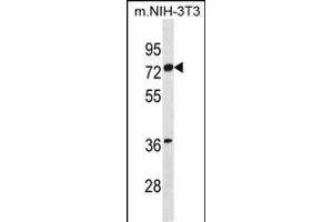 ESR1 isoform1 Antibody (N-term) (ABIN1881320 and ABIN2838745) western blot analysis in mouse NIH-3T3 cell line lysates (35 μg/lane). (Estrogen Receptor alpha anticorps  (N-Term))