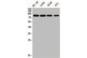 Western Blot analysis of HT29 LOVO A549 NIH-3T3 cells using ENX-2 Polyclonal Antibody (EZH1 anticorps  (Internal Region))