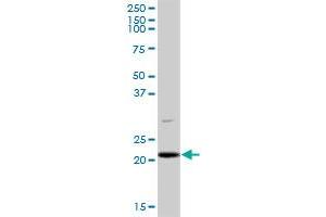 PLDN MaxPab polyclonal antibody.