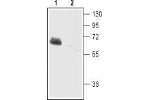 Western blot analysis of mouse brain membranes: - 1.