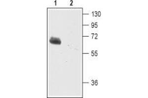 Western blot analysis of mouse brain membranes: - 1. (SLC1A2 anticorps  (2nd Extracellular Loop))