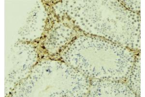 ABIN6274469 at 1/100 staining Mouse testis tissue by IHC-P.