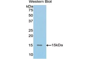 Detection of Recombinant MUC5AC, Mouse using Polyclonal Antibody to Mucin 5 Subtype AC (MUC5AC)