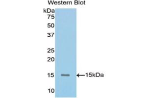 Detection of Recombinant MUC5AC, Mouse using Polyclonal Antibody to Mucin 5 Subtype AC (MUC5AC) (MUC5AC anticorps  (AA 430-549))